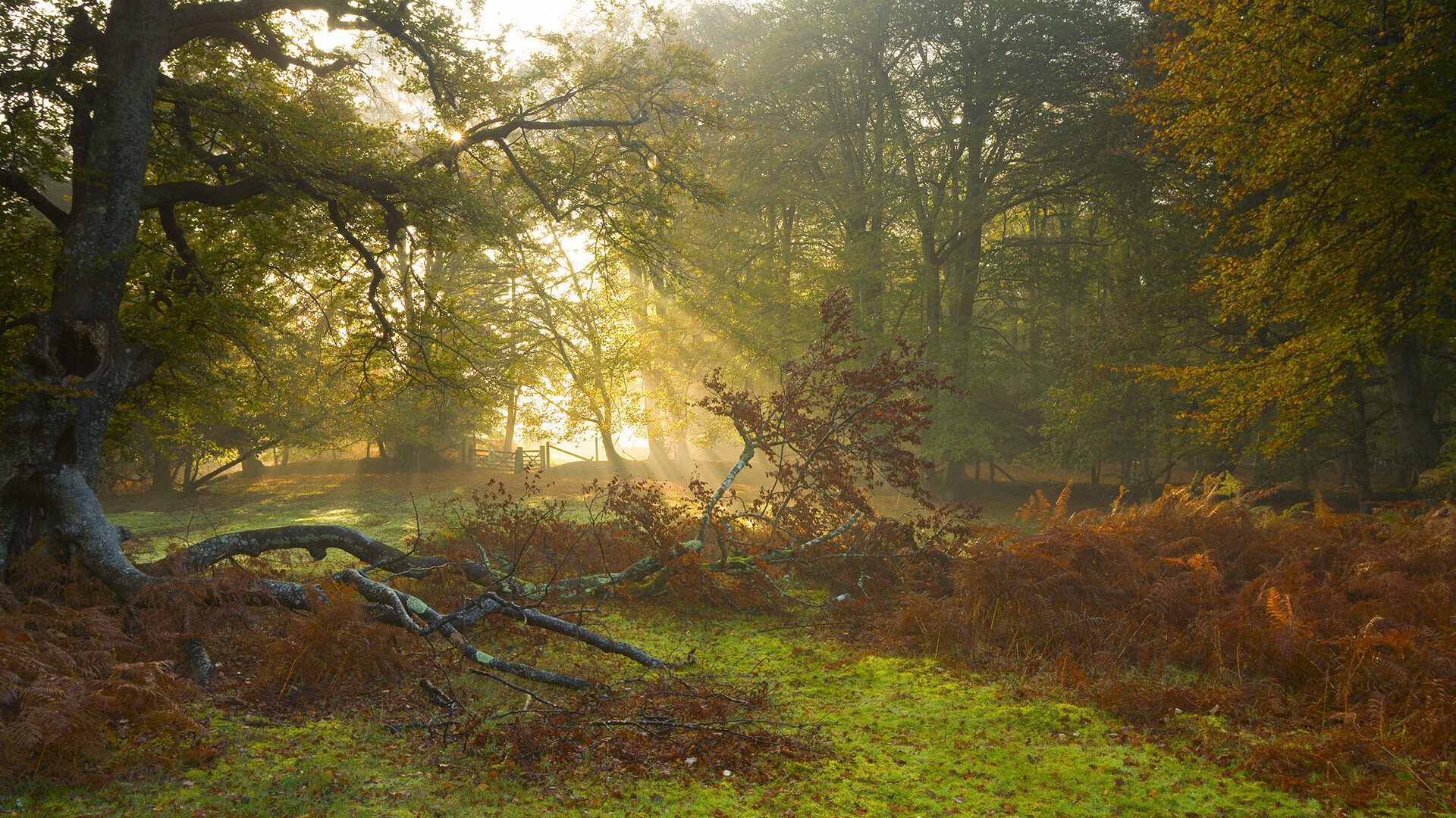 雷火电竞主播-从边缘人到救世主，杰伦·格林单骑救主，奇才爆冷掀翻老鹰的背后逻辑