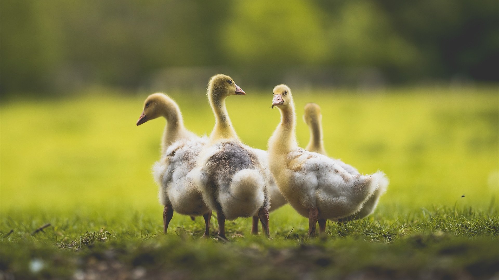 雷火电竞简介-基米希补时绝杀定乾坤，阿根廷攻击波连续得分压制塞维利亚