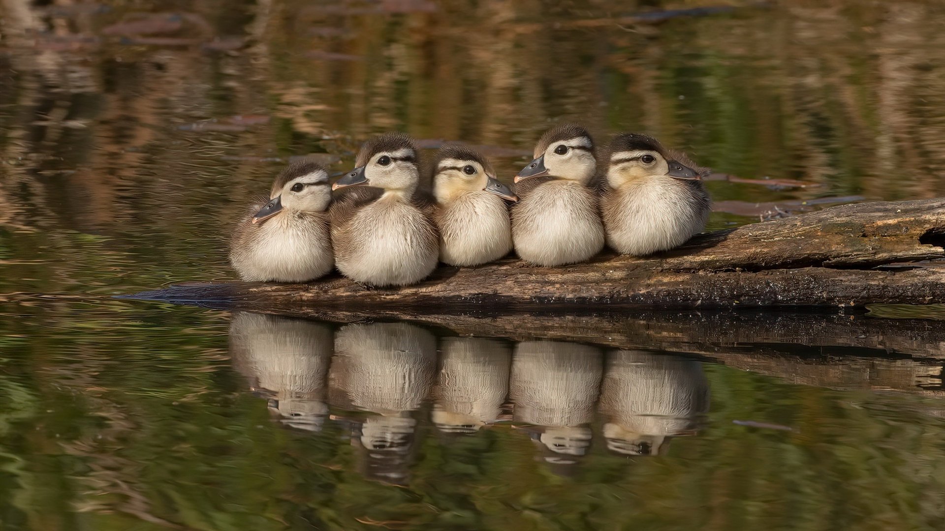 基米希补时绝杀定乾坤，阿根廷攻击波连续得分压制塞维利亚