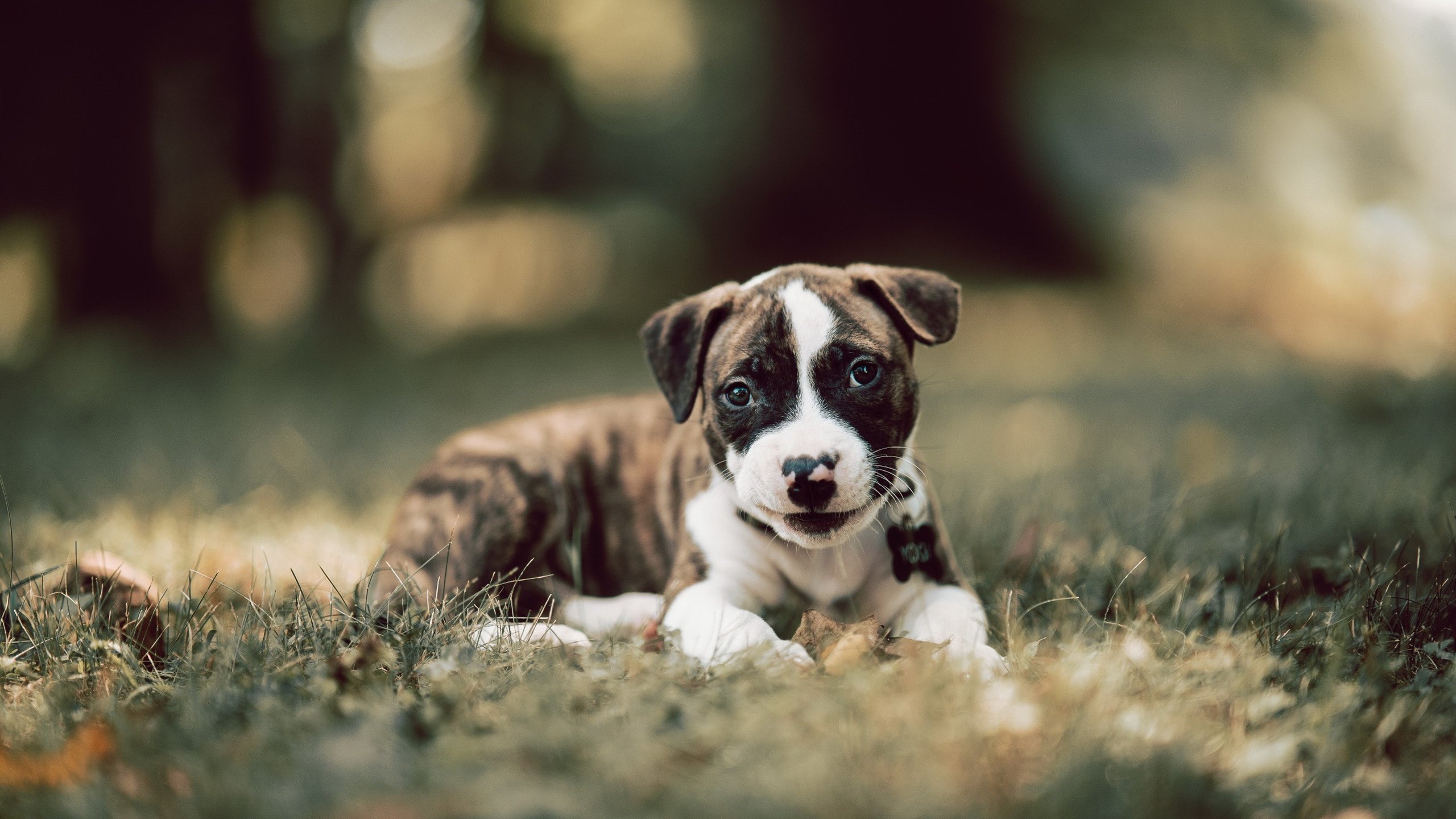 雷火电竞下载-劳塔罗绝杀巴西，南非的黄金一击如何改写足球历史？