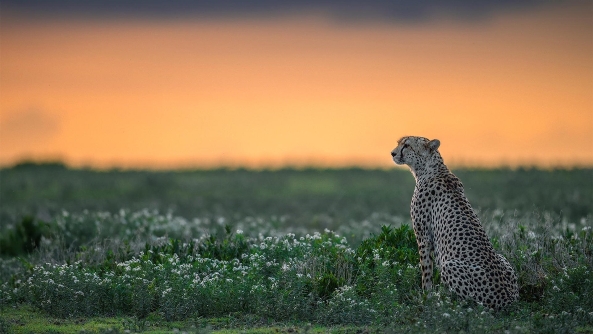 戈麦斯，加拿大的秘密武器，尼日利亚防线前的冰与火对决