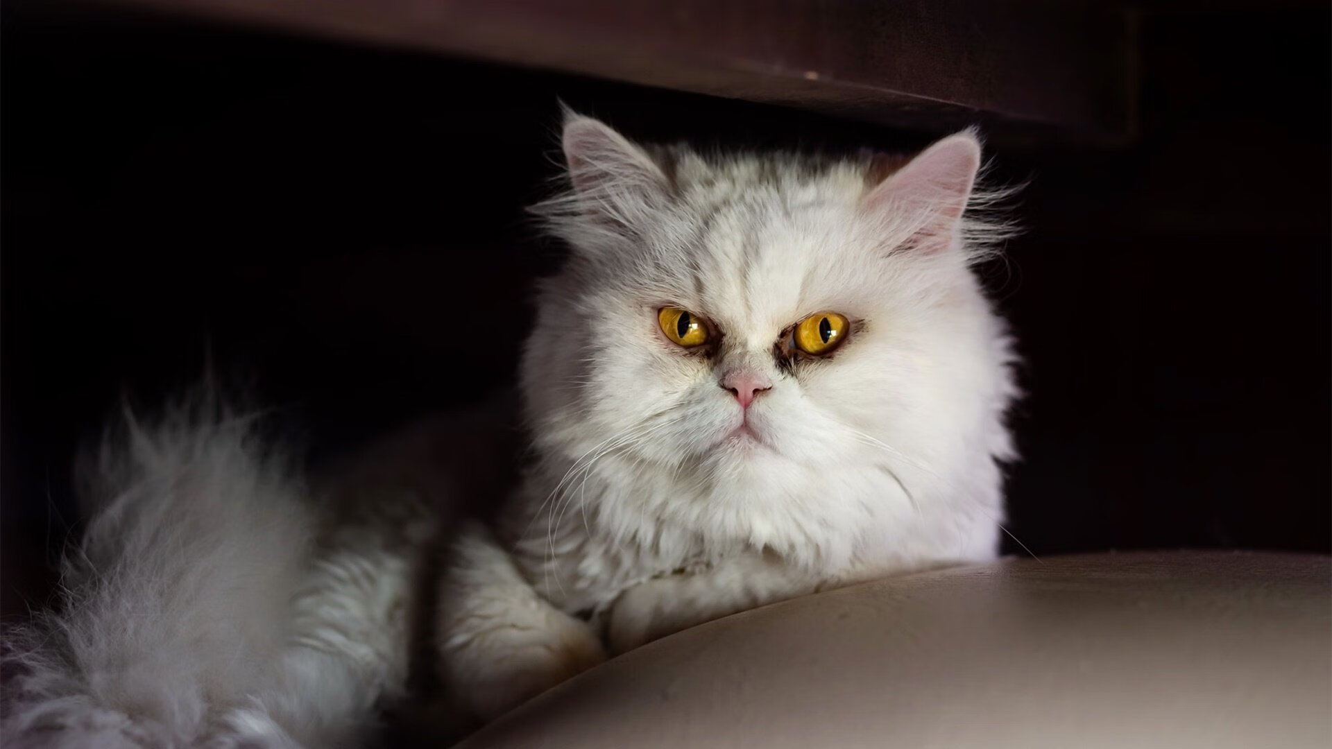 钢铁绞索下的寂静,霍勒迪如何让欧冠淘汰赛之夜失声