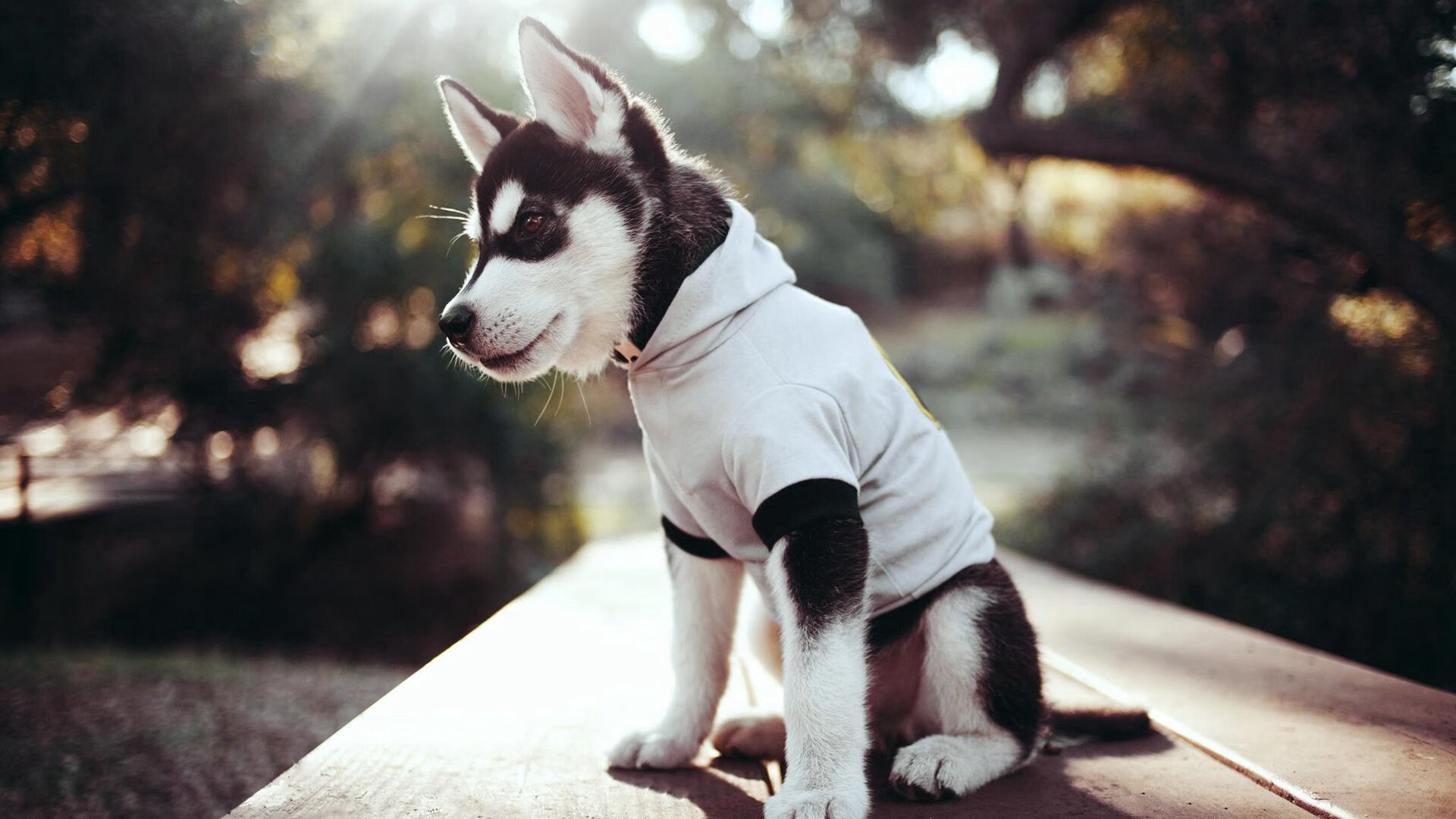 守护者降临，年度焦点之战夜，浓眉擎天一柱定乾坤