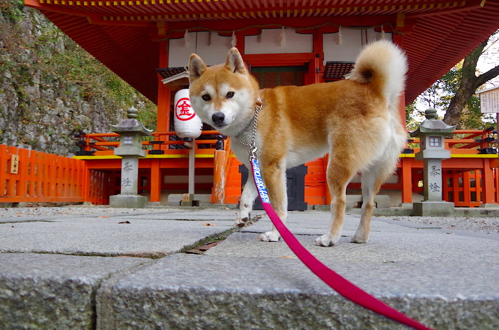 克瓦拉茨赫利亚,一个格鲁吉亚人,如何成为乌克兰足球的破壁人