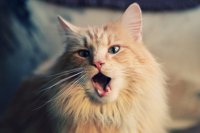 奥亚尔萨瓦尔梅开二度导演逆转，塞维利亚友谊赛力克威尔士彰显西甲锋芒