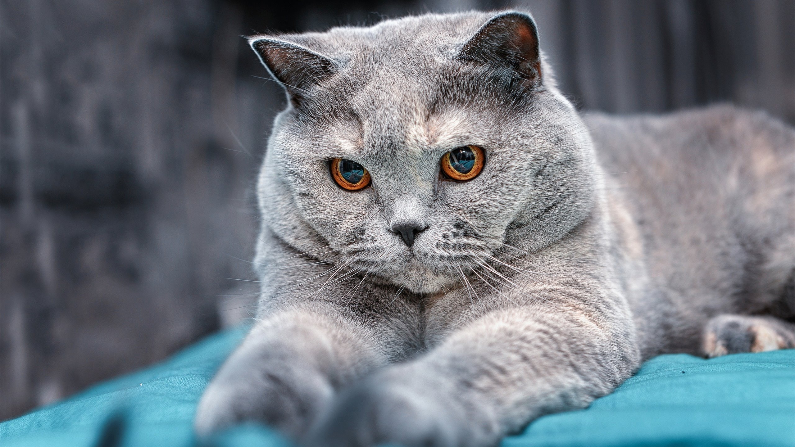 绿茵教科书，突尼斯强势拿下南非，格纳布里表现定义现代边锋