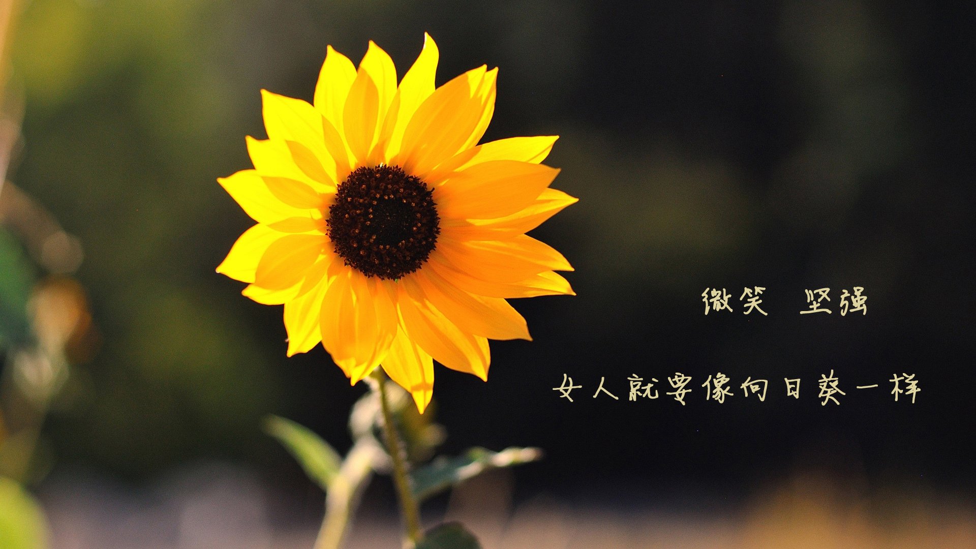 沙漠风暴与高卢雄鸣,2026世界杯A组唯一不可复制的碾压式美学